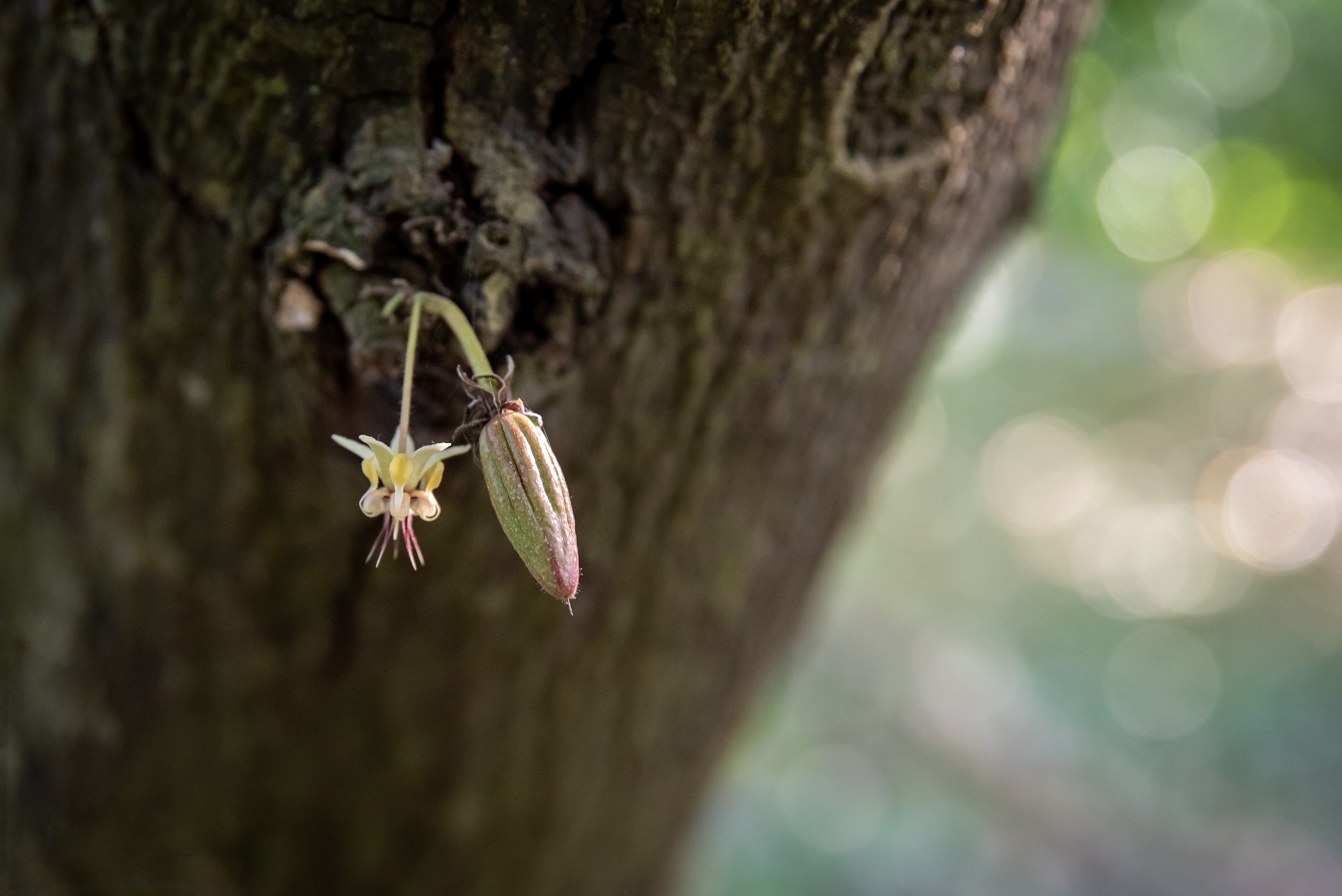 Felchlin Cacao Selection