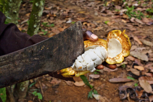 Ghana cacaofruit