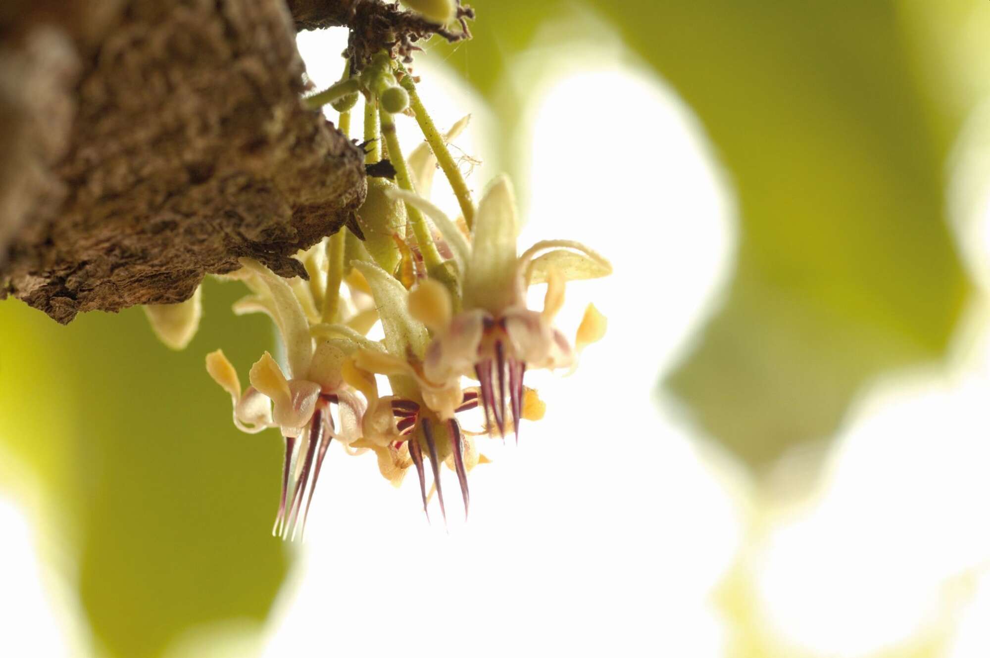 Initiatives dans les régions productrices de cacao