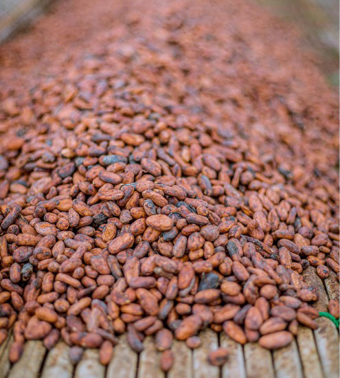 Bio cacao slide 1