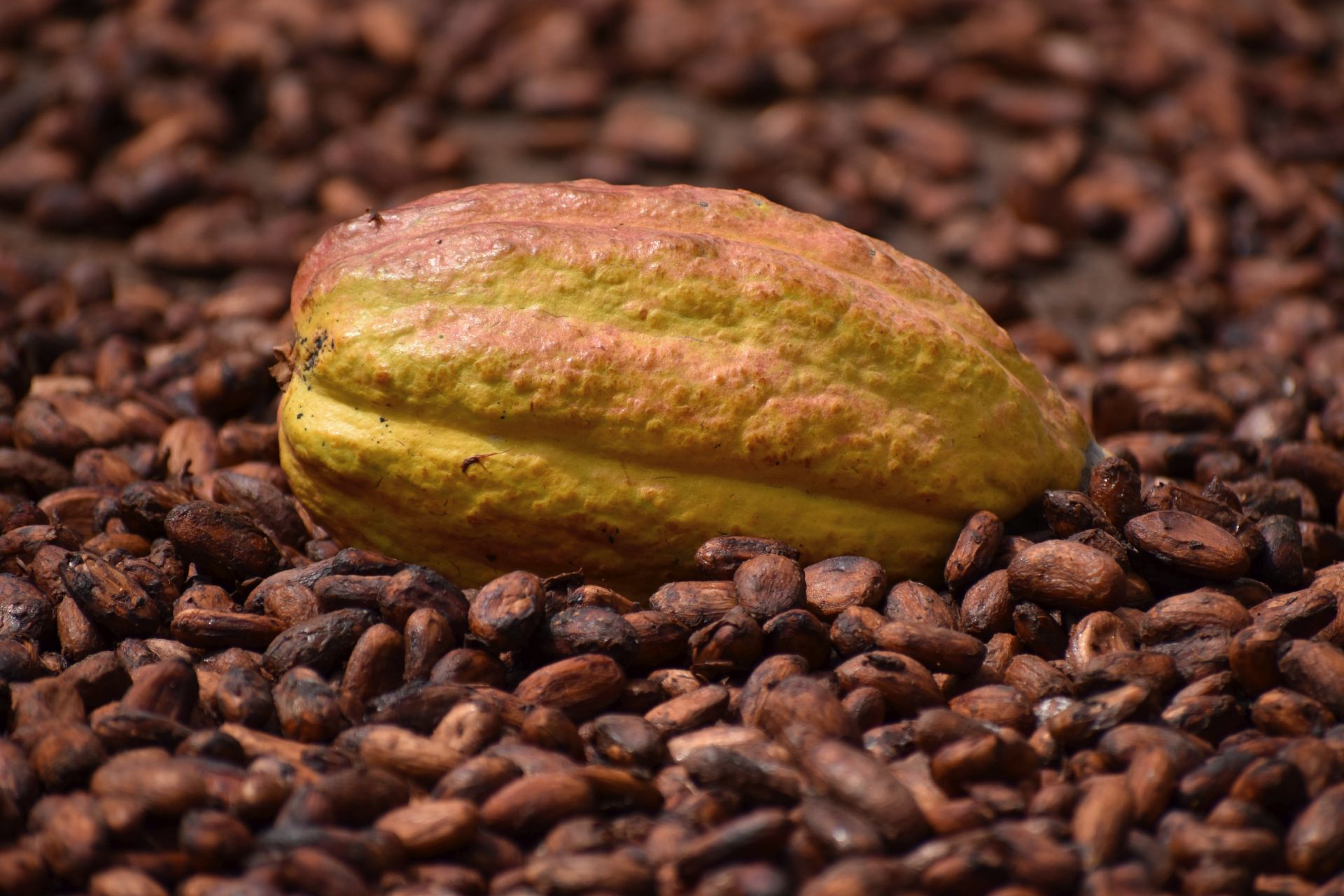 Cacao Herkunft